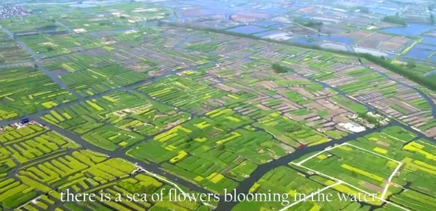 Hav af blomster på sumpe